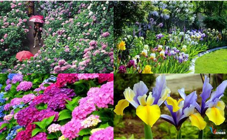 mùa mưa Nhật Bản