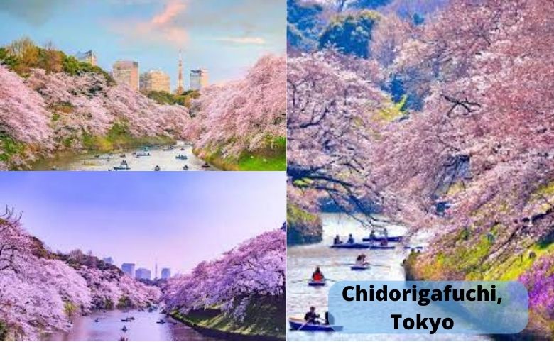 Lễ hội hoa anh đào