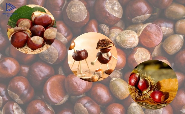 hạt dẻ- mùa thu nhật bản